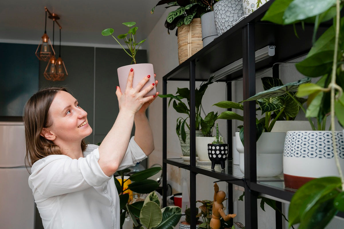10 Best Plants for Beginners: Easy-Care Indoor Plants That Actually Thrive