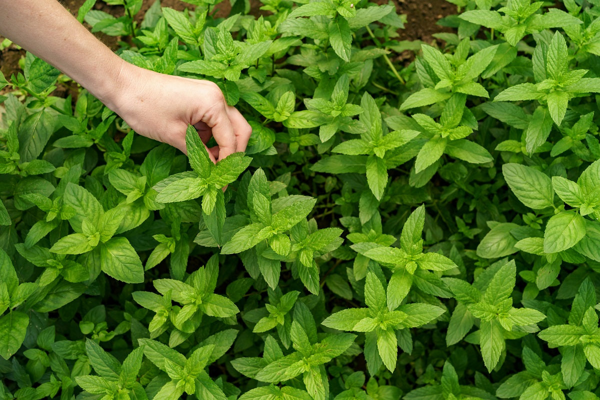 How to Care for Tulsi in Winter Season
