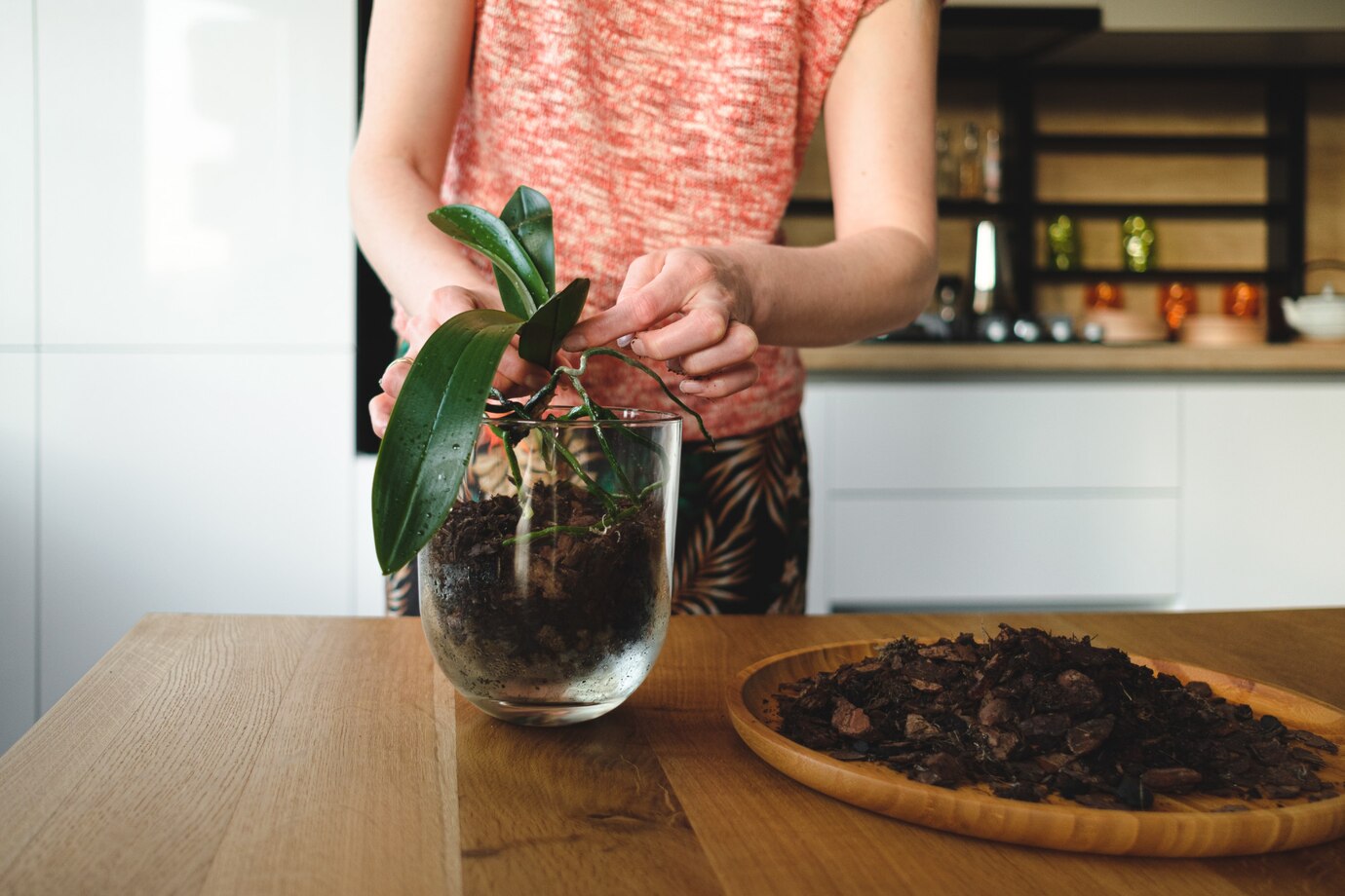 How to Prevent Root Rot in Indoor Plants 🌿