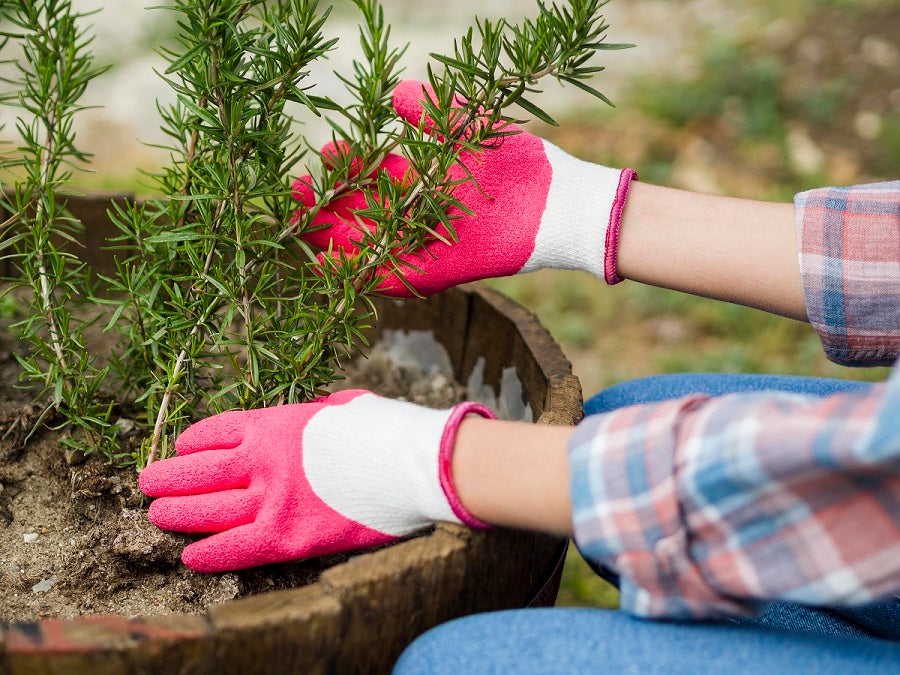 Rosemary Plant Care: The Complete Guide to Growing a Healthy, Fragrant Herb at Home