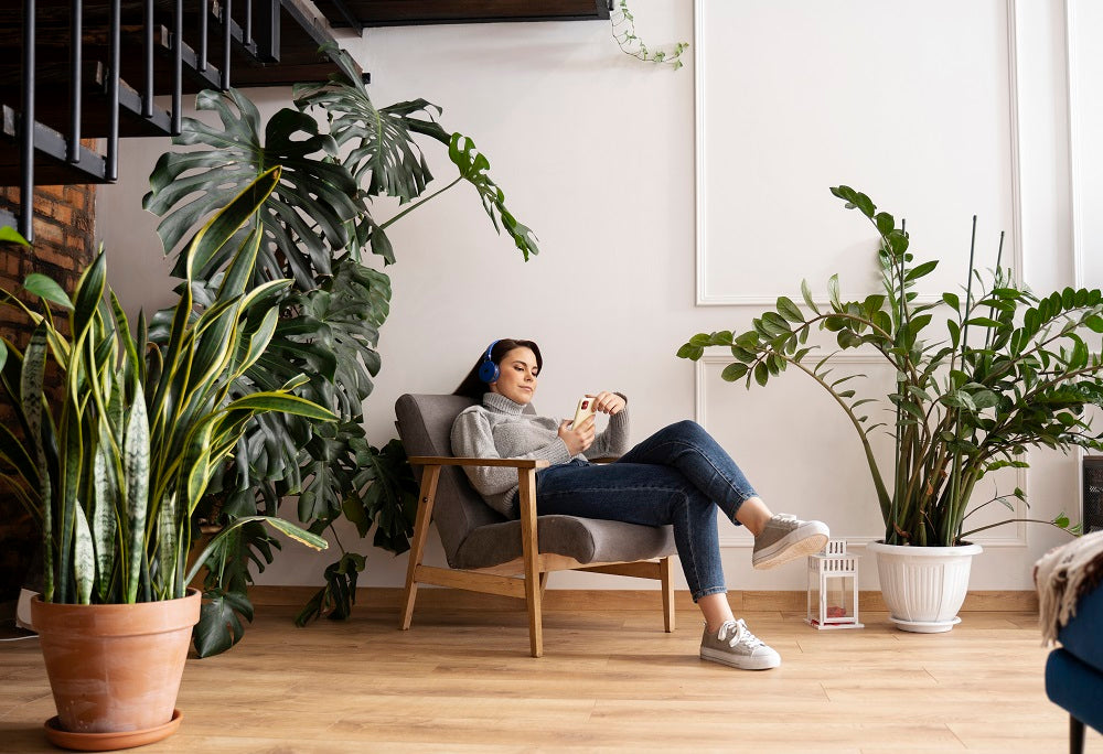 Make Your Home Expensive with These Indoor Plants