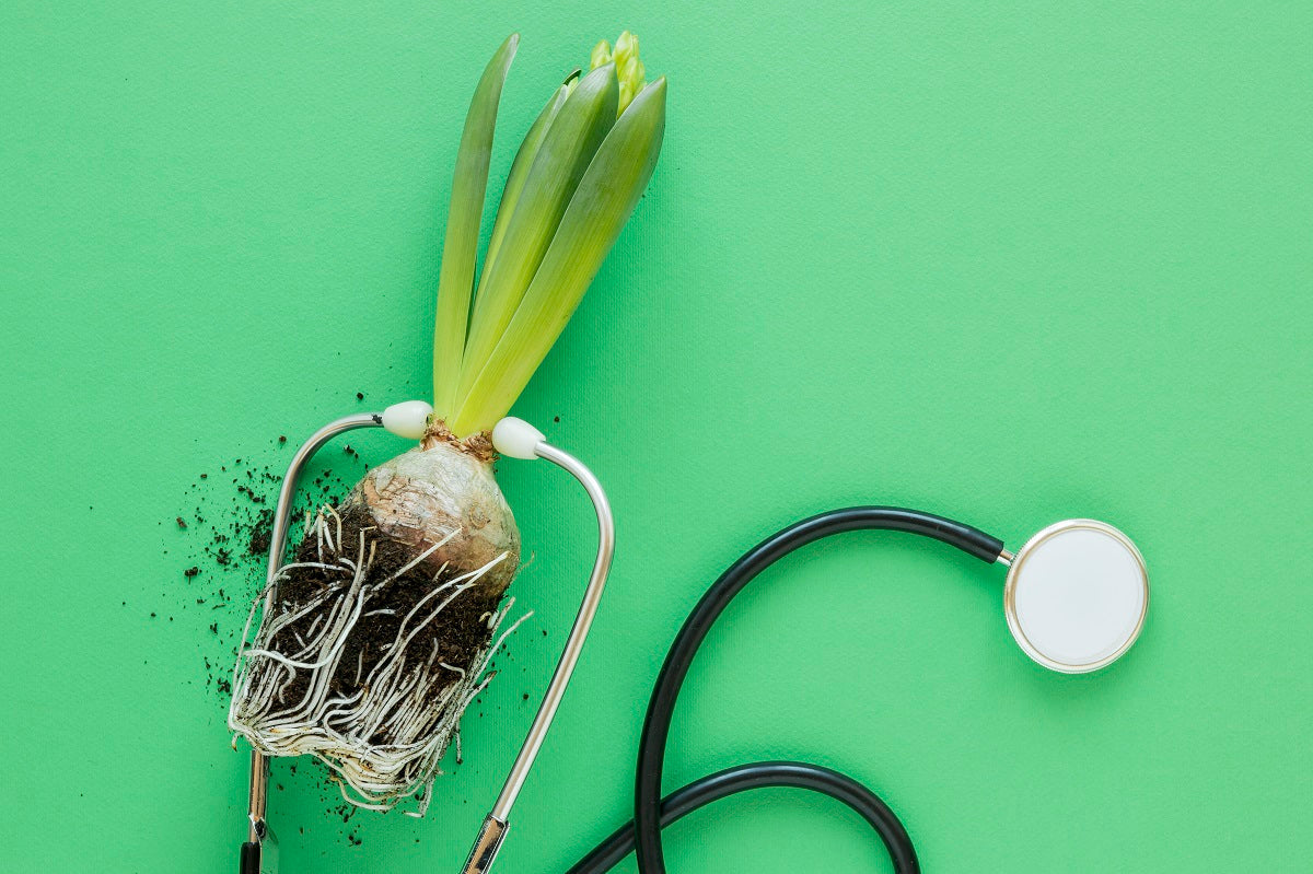 Plants to Control Blood Pressure: Natural Green Allies for a Healthier Heart
