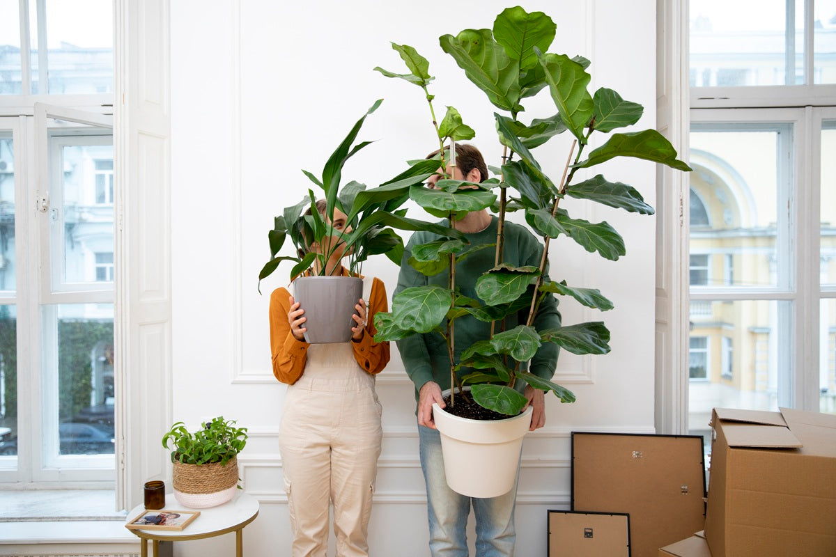 5 Big Indoor Plants for Living Room That Instantly Upgrade Your Space
