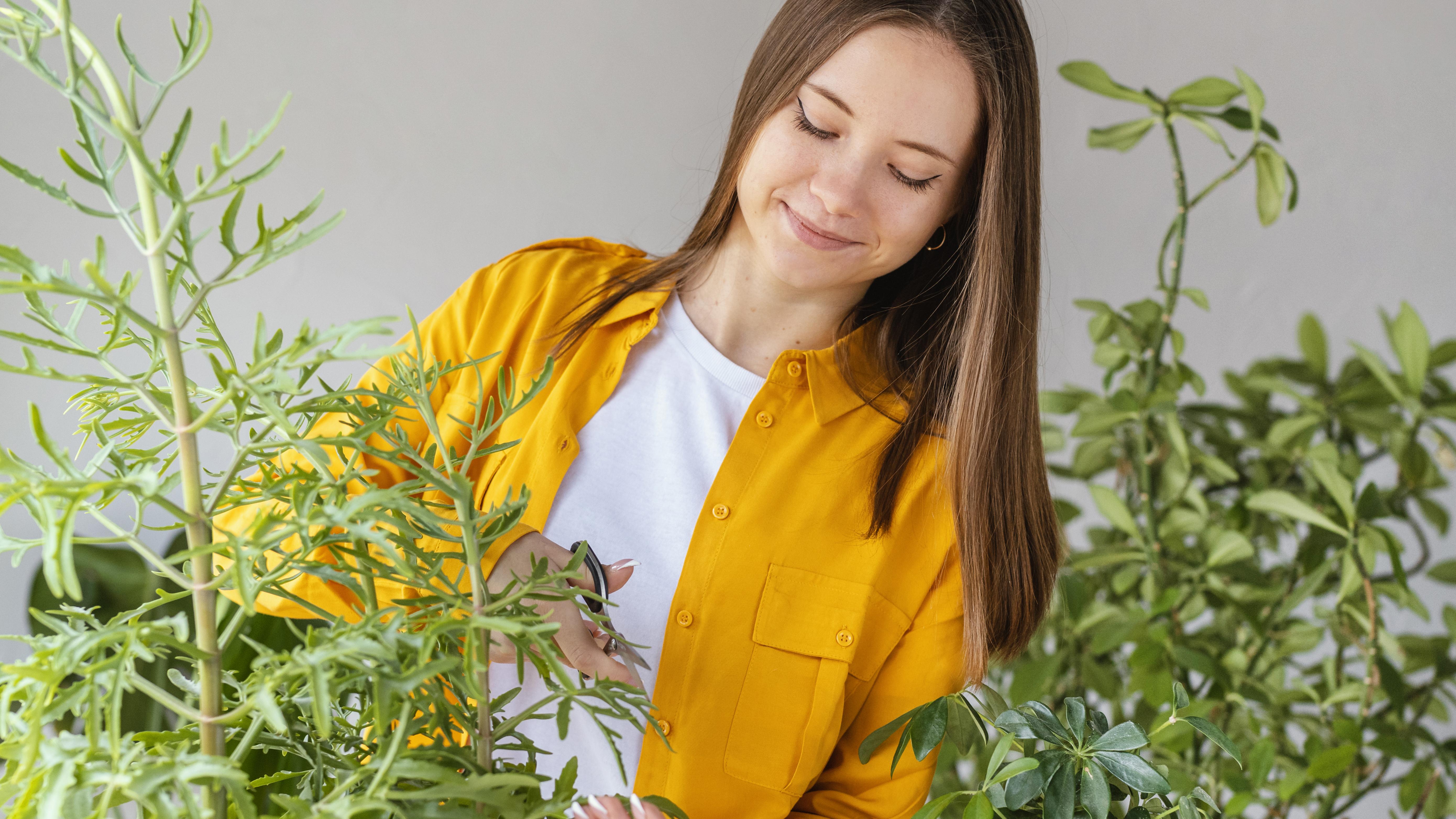 5 Easy Indoor Plants for Stress Relief and Positive Energy