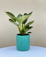 Philodendron Birkin Plant
