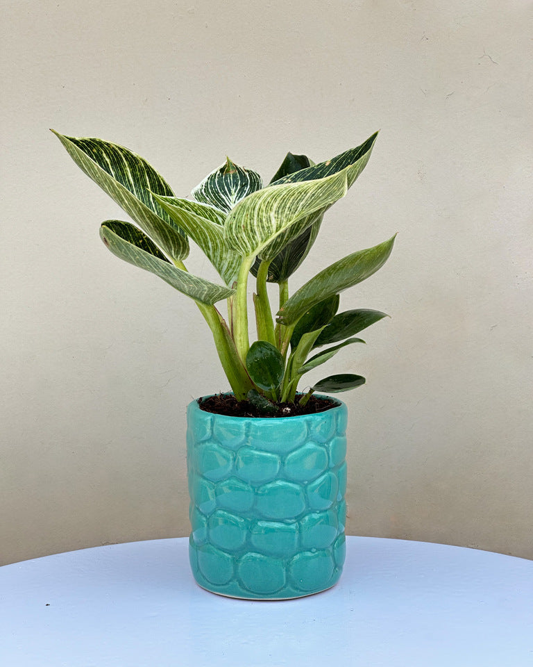 Philodendron Birkin Plant