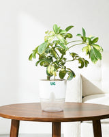 Schefflera Variegated