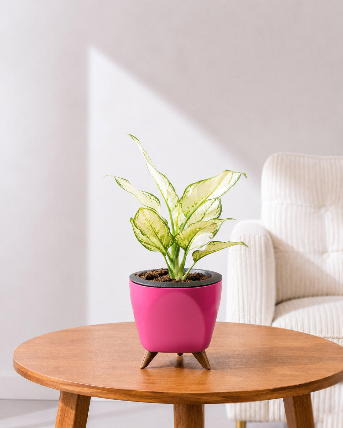 Aglaonema Super White In Self Watering Pot