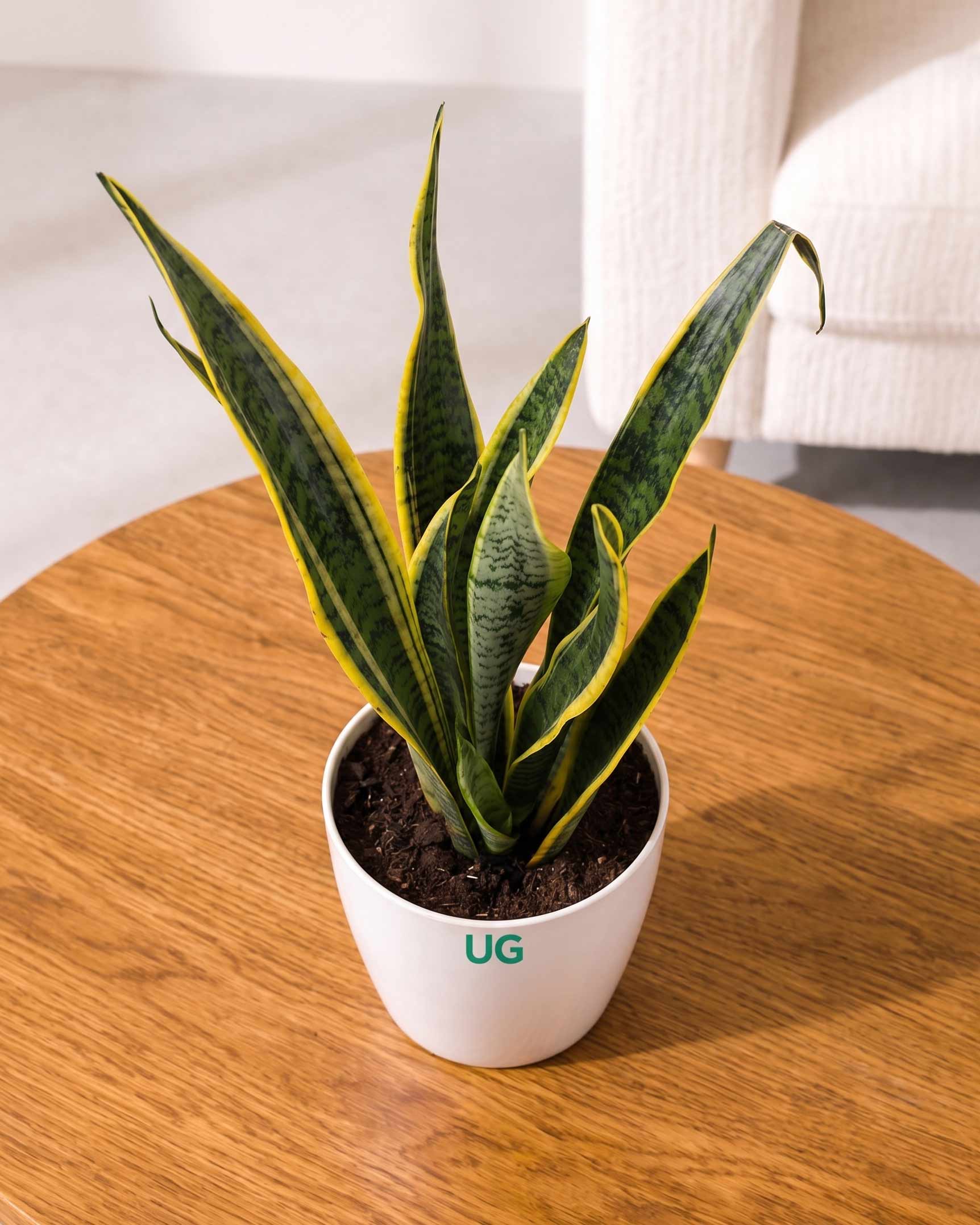 Golden Hahnii Snake Plant (large)