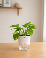 Broken heart, Green Money Plant and Golden money plant Combo