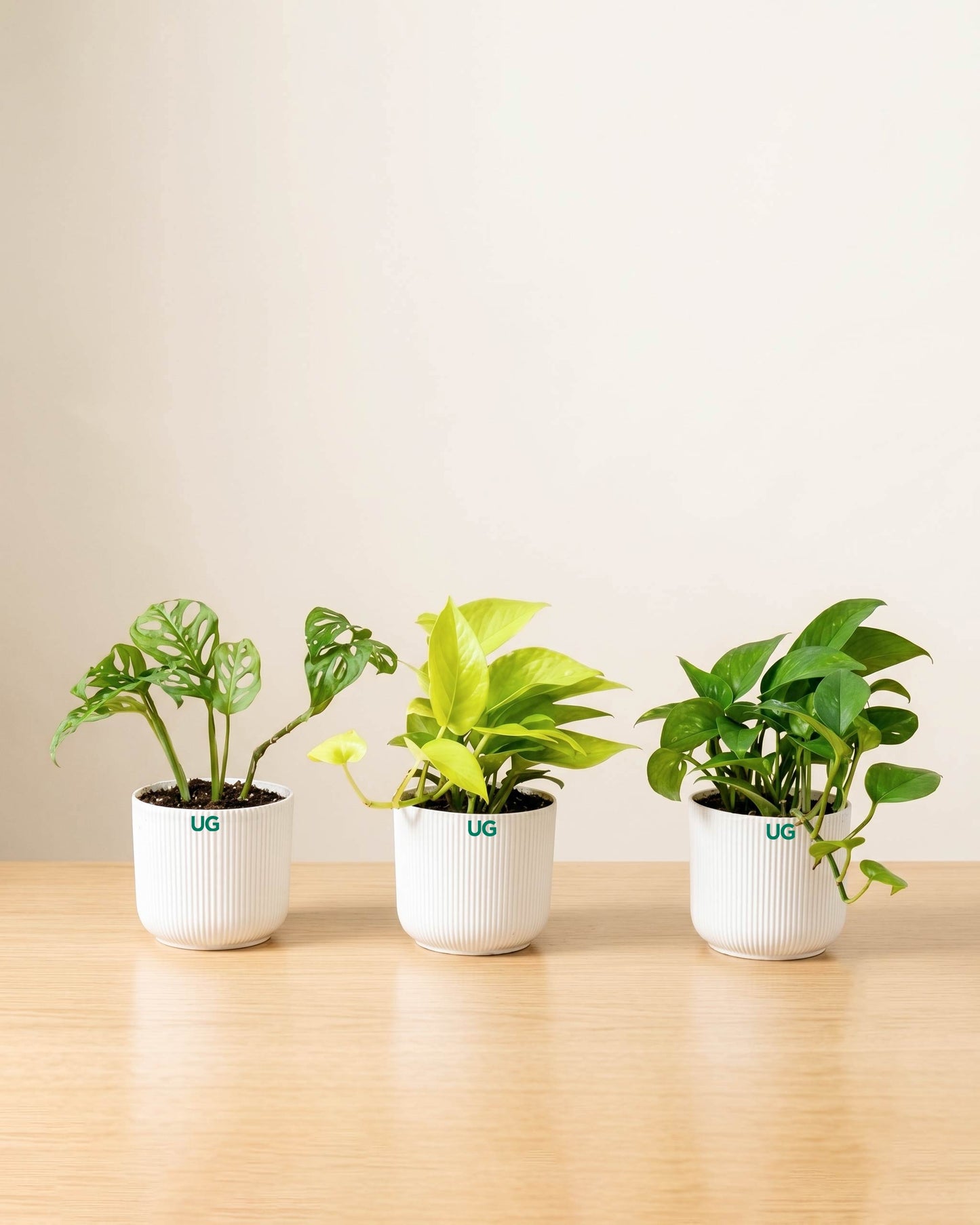 Broken heart, Green Money Plant and Golden money plant Combo