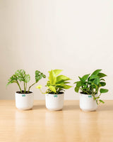 Broken heart, Green Money Plant and Golden money plant Combo