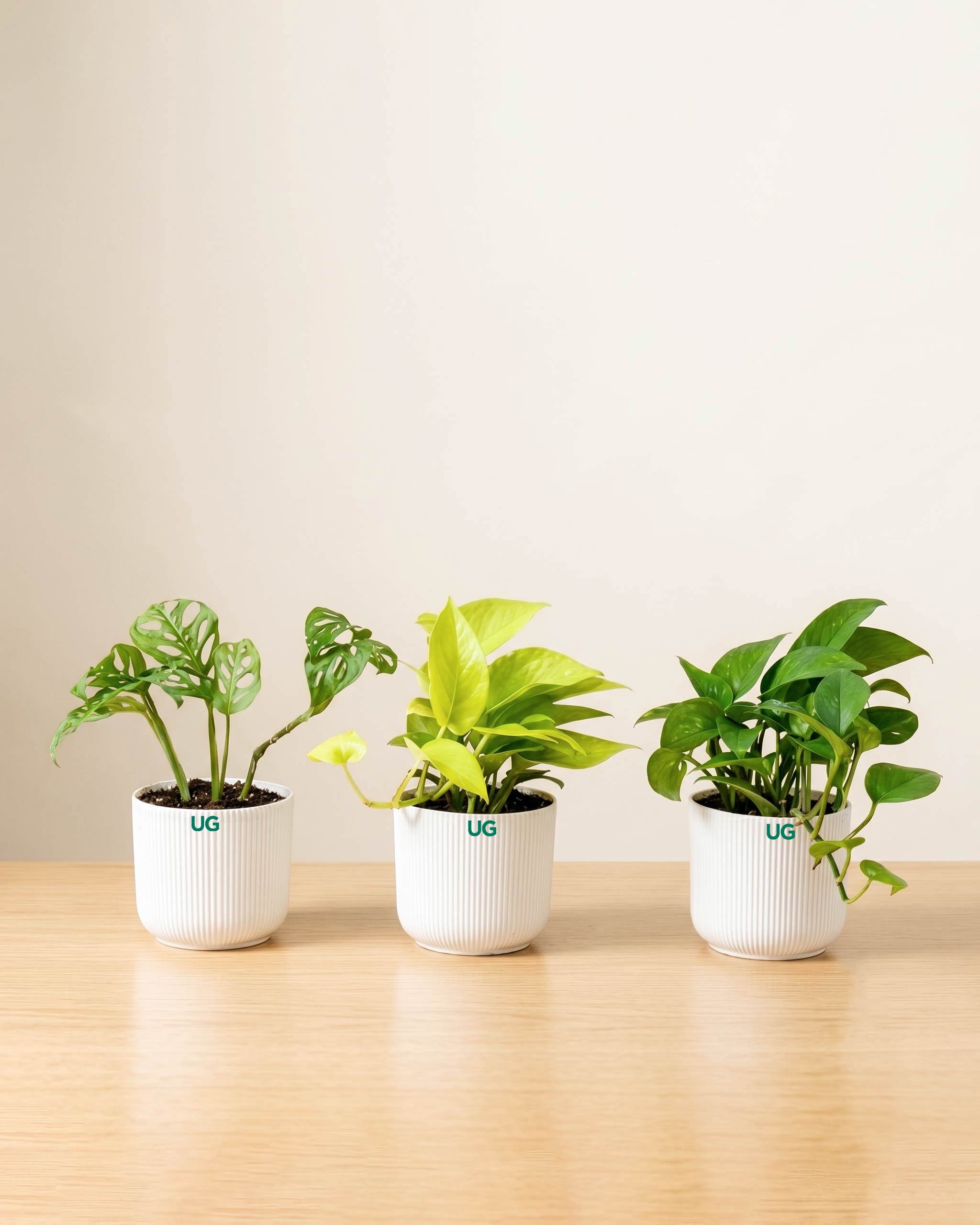 Broken heart, Green Money Plant and Golden money plant Combo