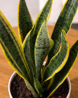 Golden Hahnii Snake Plant (large)