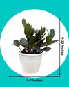 Raven ZZ Plant Small (Zamioculcas Zamiifolia)