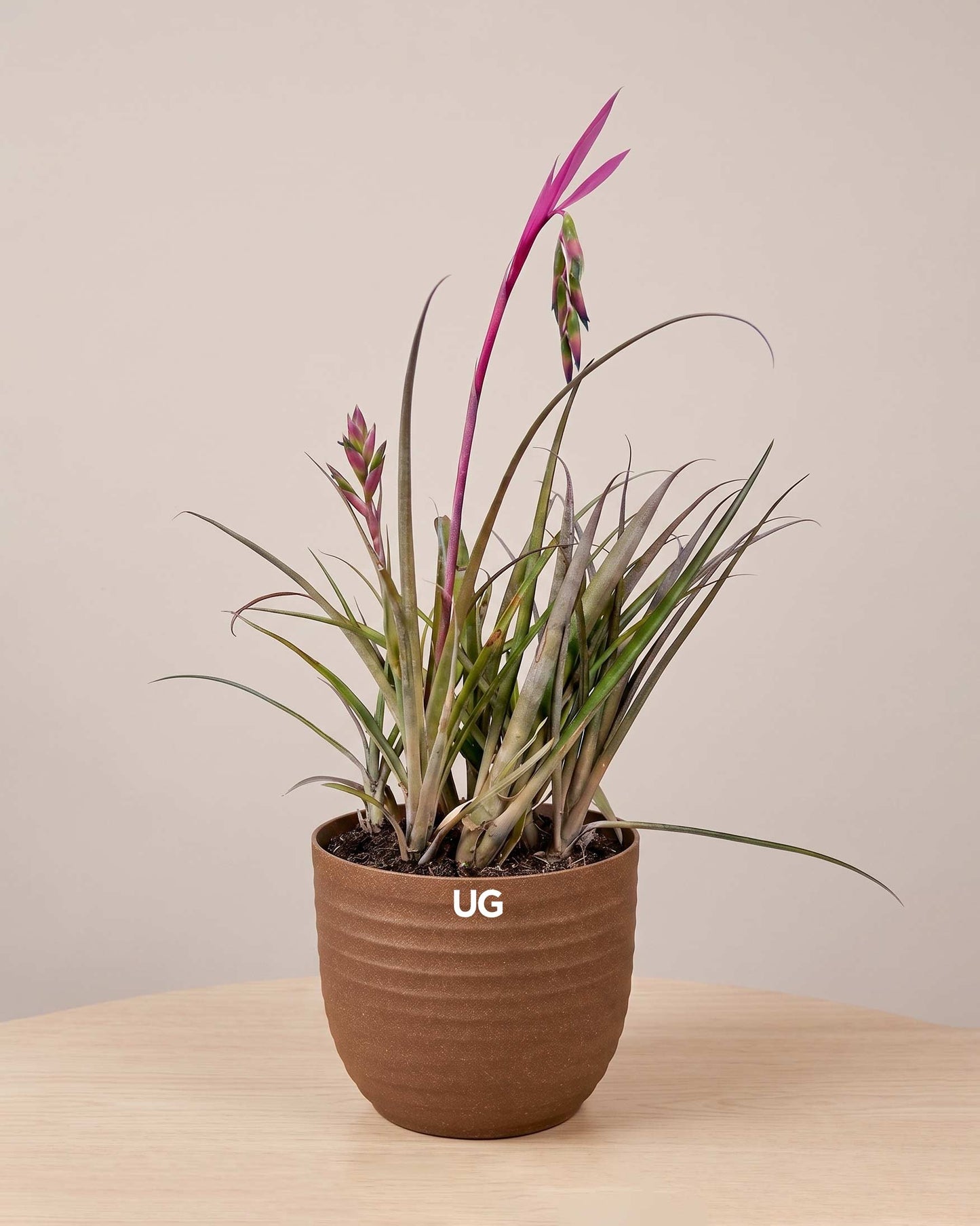Queen’s Tear Plant in Eco Pot