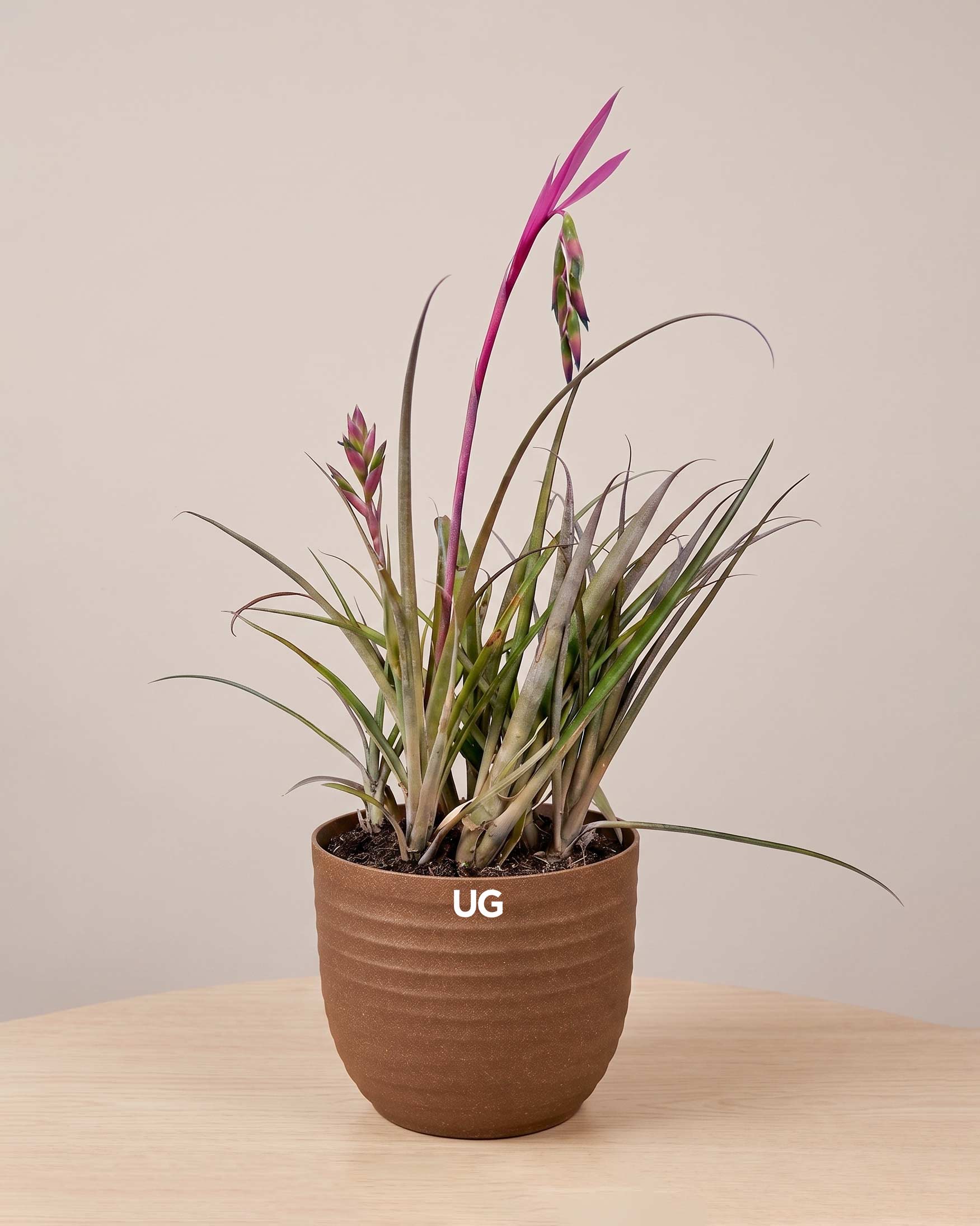 Queen’s Tear Plant in Eco Pot