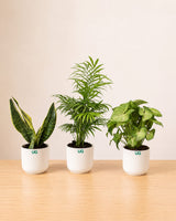Golden Hahnii Snake Plant, Syngonium podophyllum, and Chamaedorea Plant Combo
