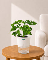 Broken heart, Green Money Plant and Golden money plant Combo
