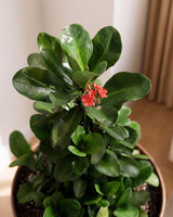 Euphorbia Red