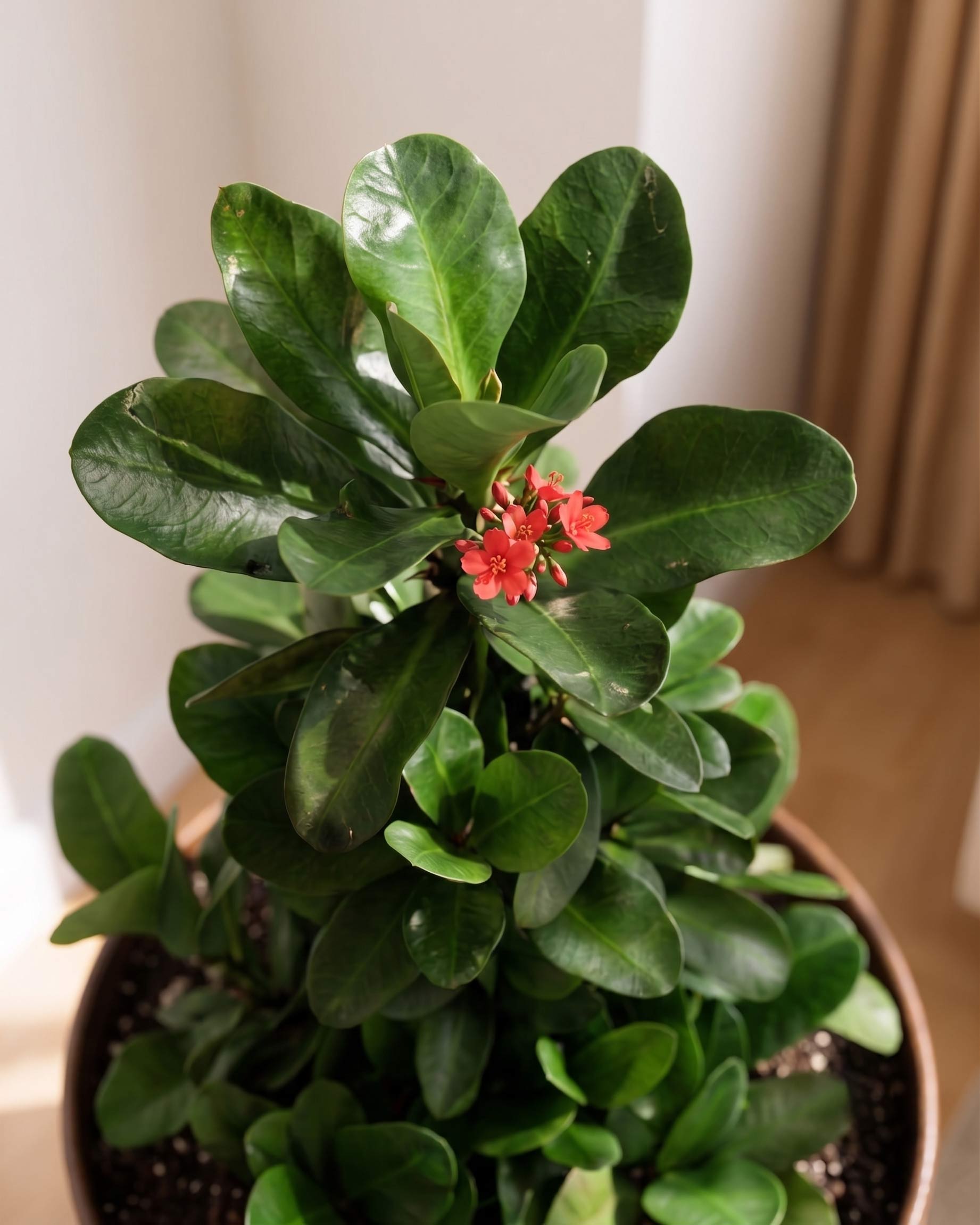 Euphorbia Red