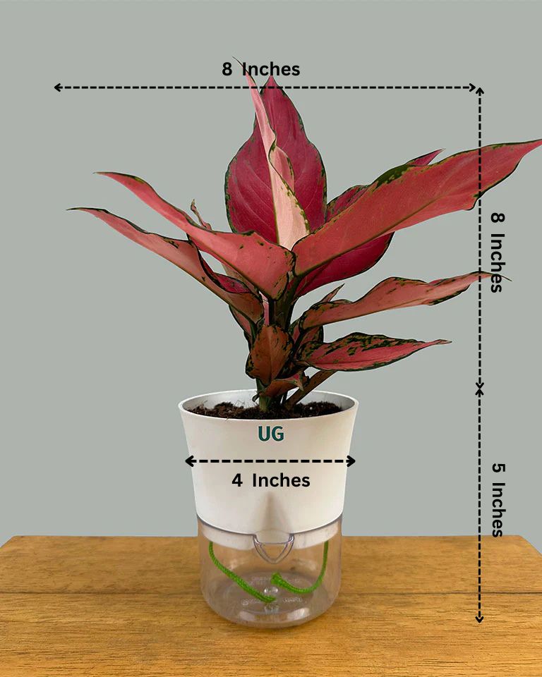 Aglaonema Cherry Baby in Self-Watering Pot