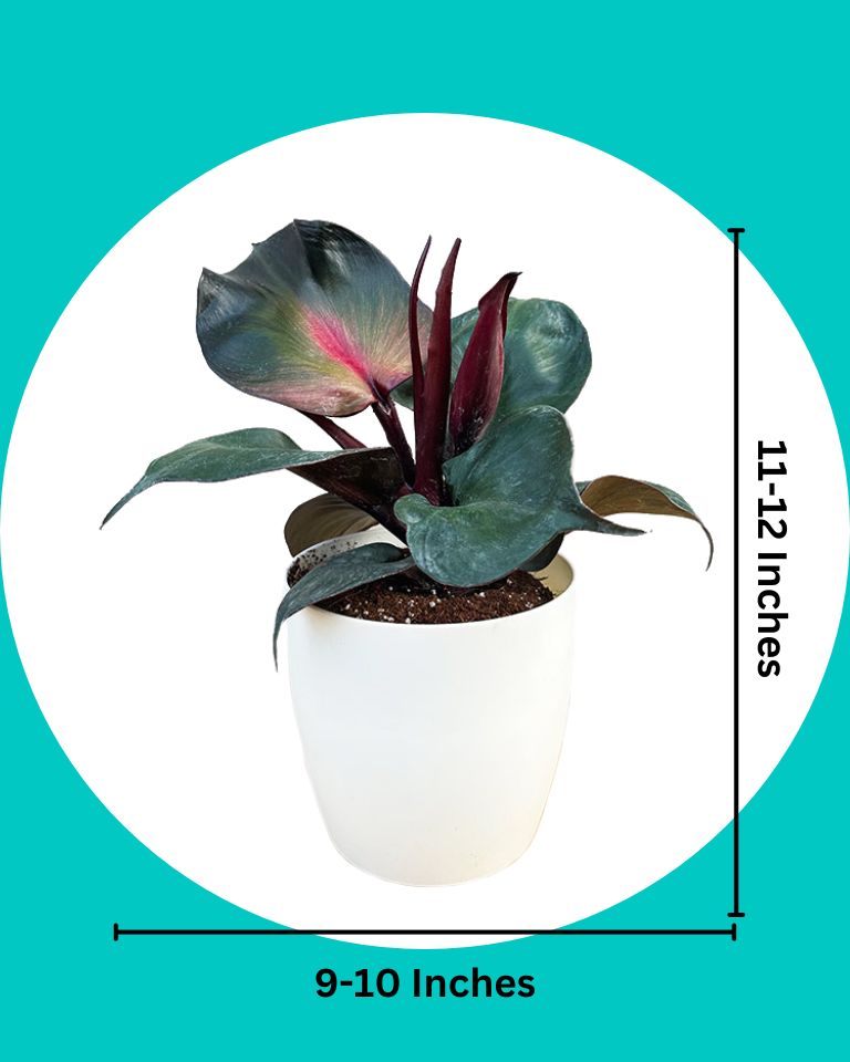Philodendron Red Heart
