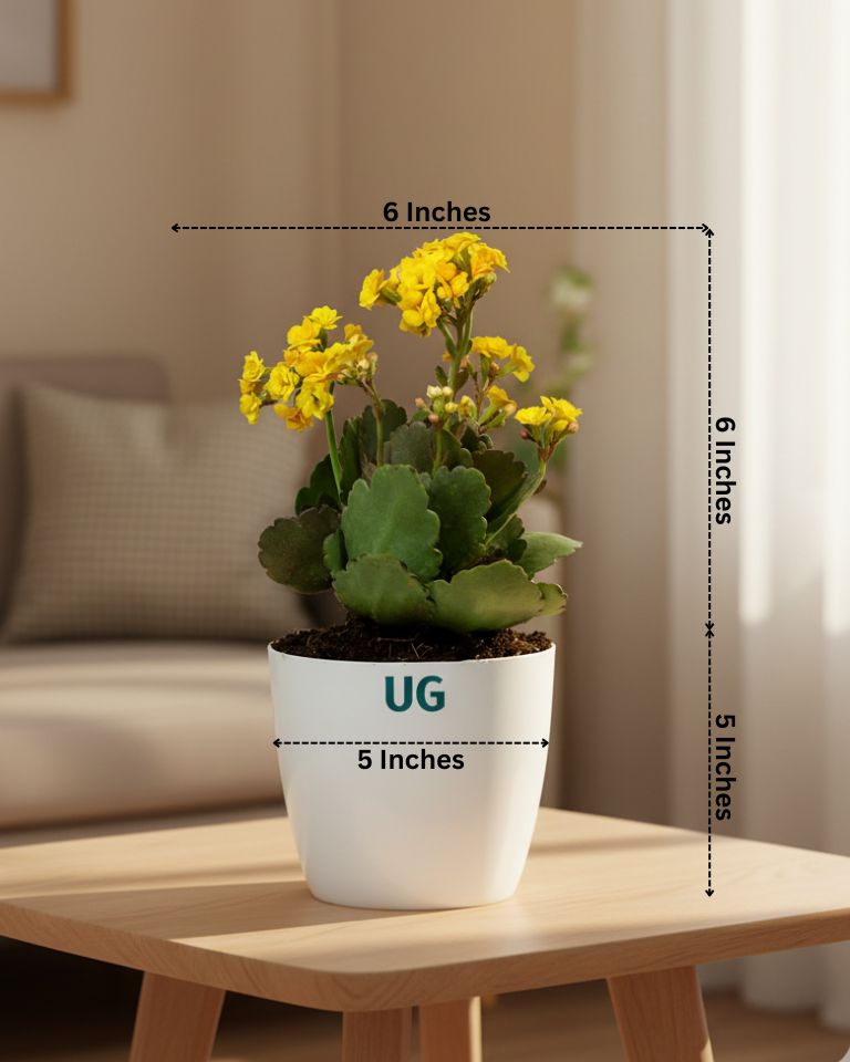 Kalanchoe Plant – Vibrant Blooms of Joy and Endurance