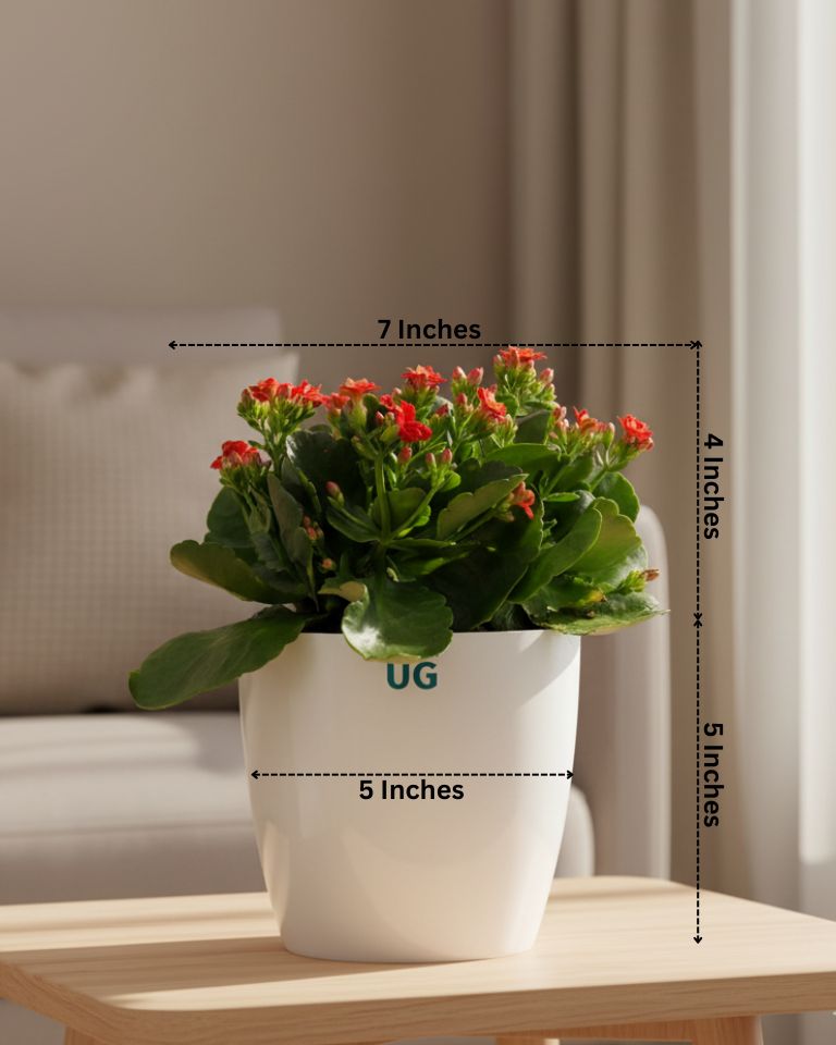 Kalanchoe Plant – Vibrant Blooms of Joy and Endurance