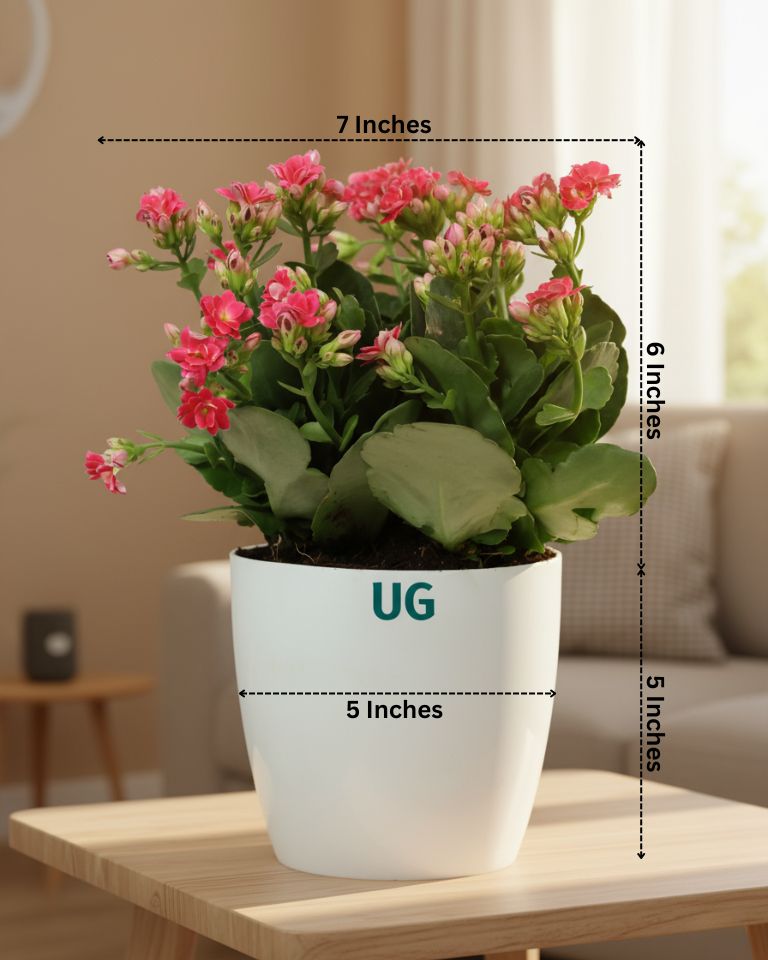Kalanchoe Plant – Vibrant Blooms of Joy and Endurance