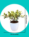 Buy plant online