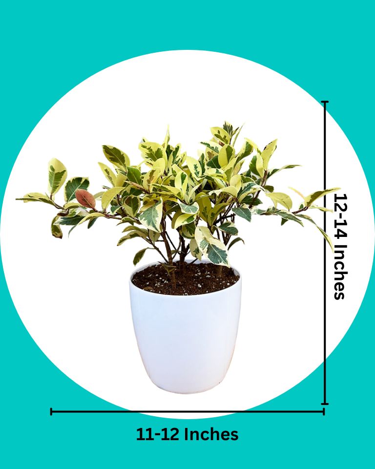 Buy plant online