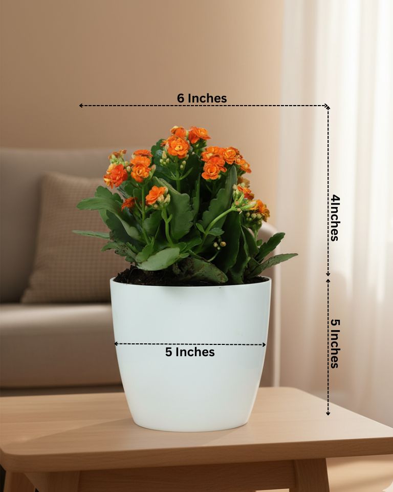 Kalanchoe Plant – Vibrant Blooms of Joy and Endurance