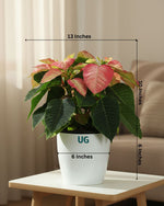 Monet Twilight Poinsettia