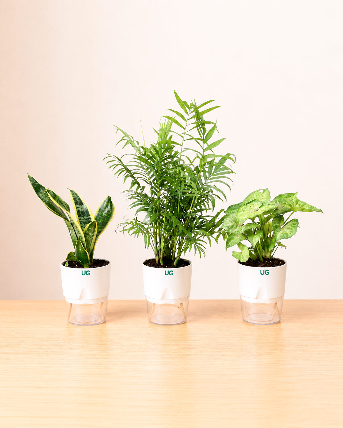 Golden Hahnii Snake Plant, Syngonium podophyllum, and Chamaedorea Plant Combo