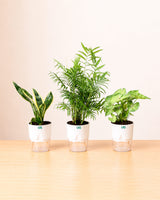 Golden Hahnii Snake Plant, Syngonium podophyllum, and Chamaedorea Plant Combo