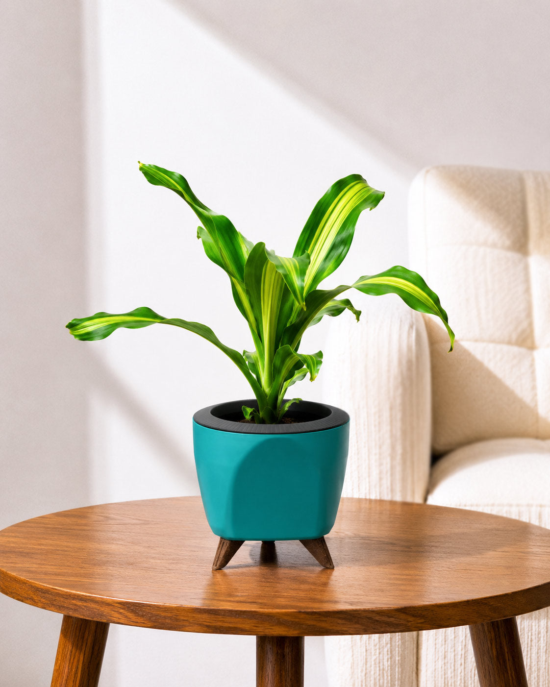 Dracaena Fragrans