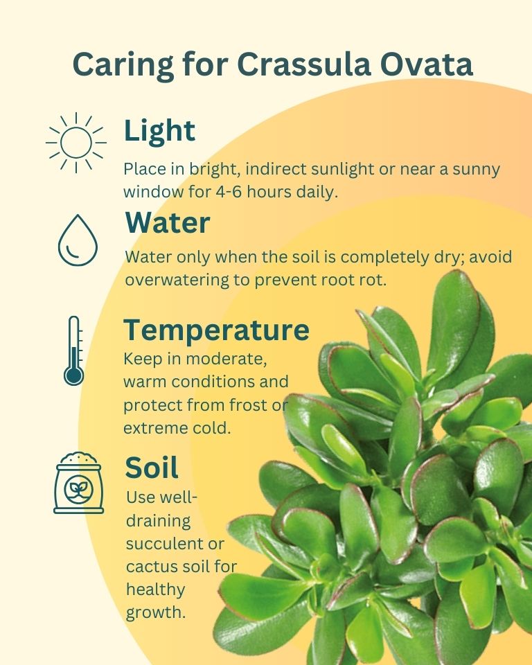 Crassula Ovata
