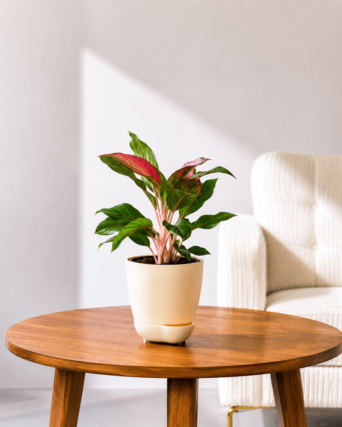 Aglaonema Lipstick
