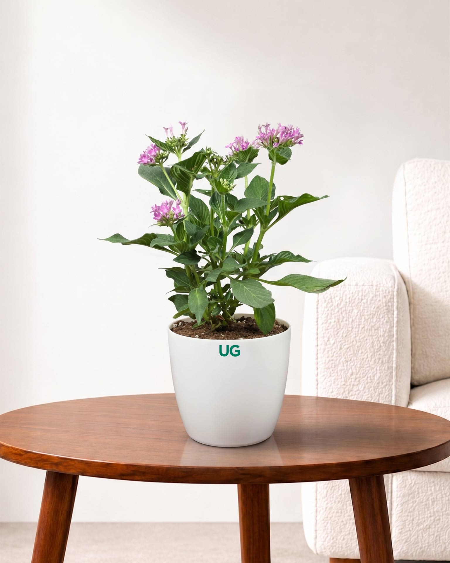 Pentas Plant