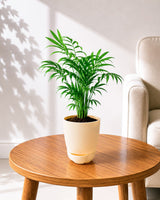 Chamaedorea Palm