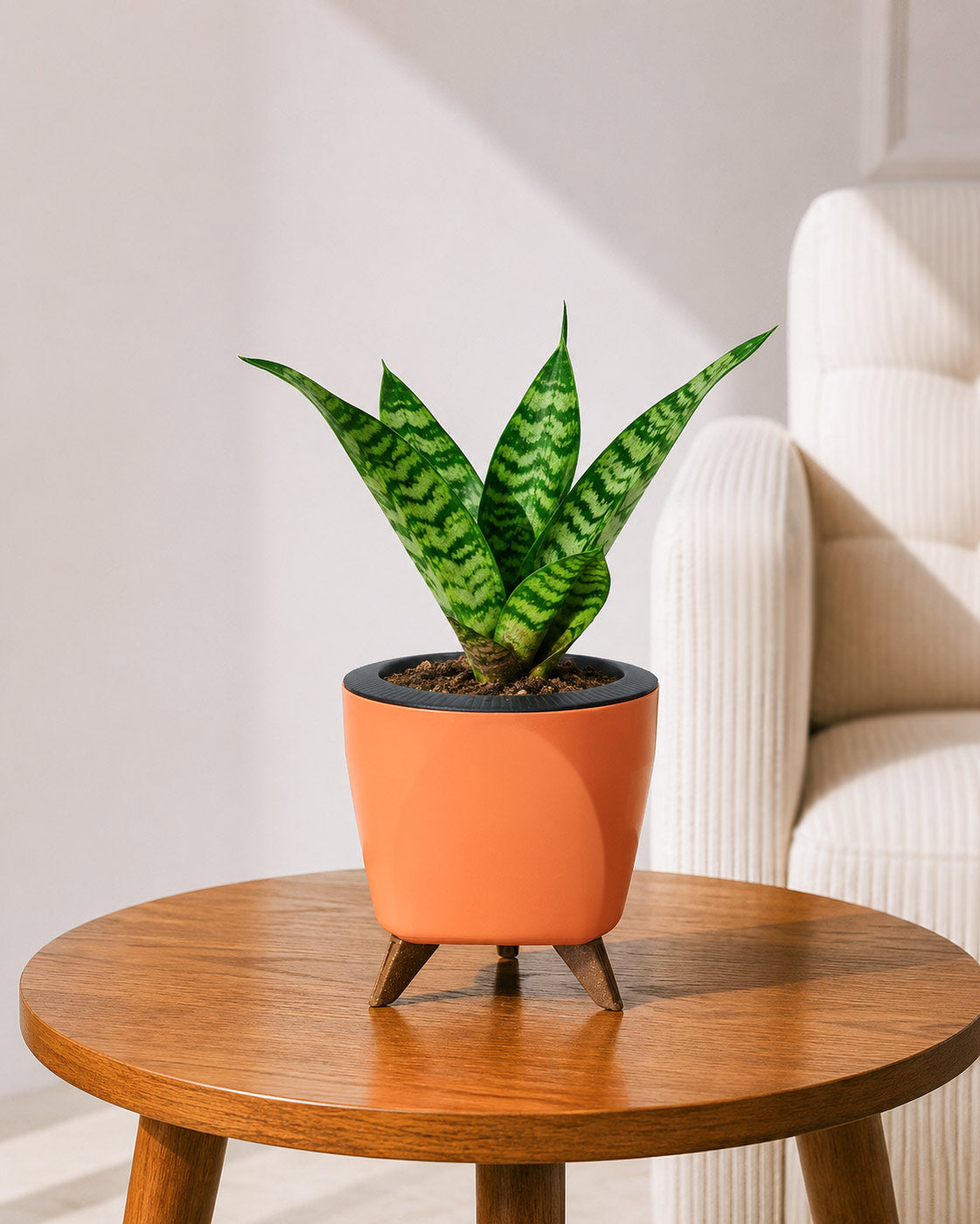 Snake Plant in Self-Watering Planter