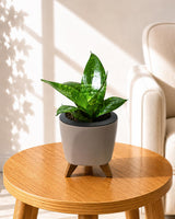 Sansevieria Snake Plant