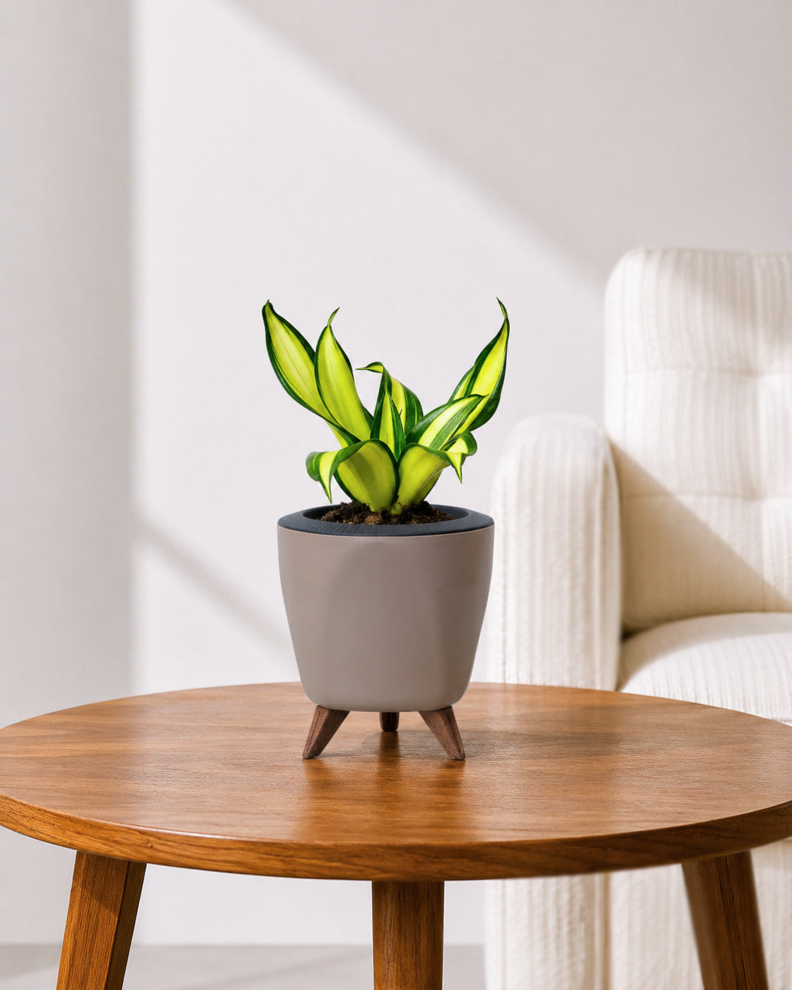 Twist Snake Plant in Self Watering Pot
