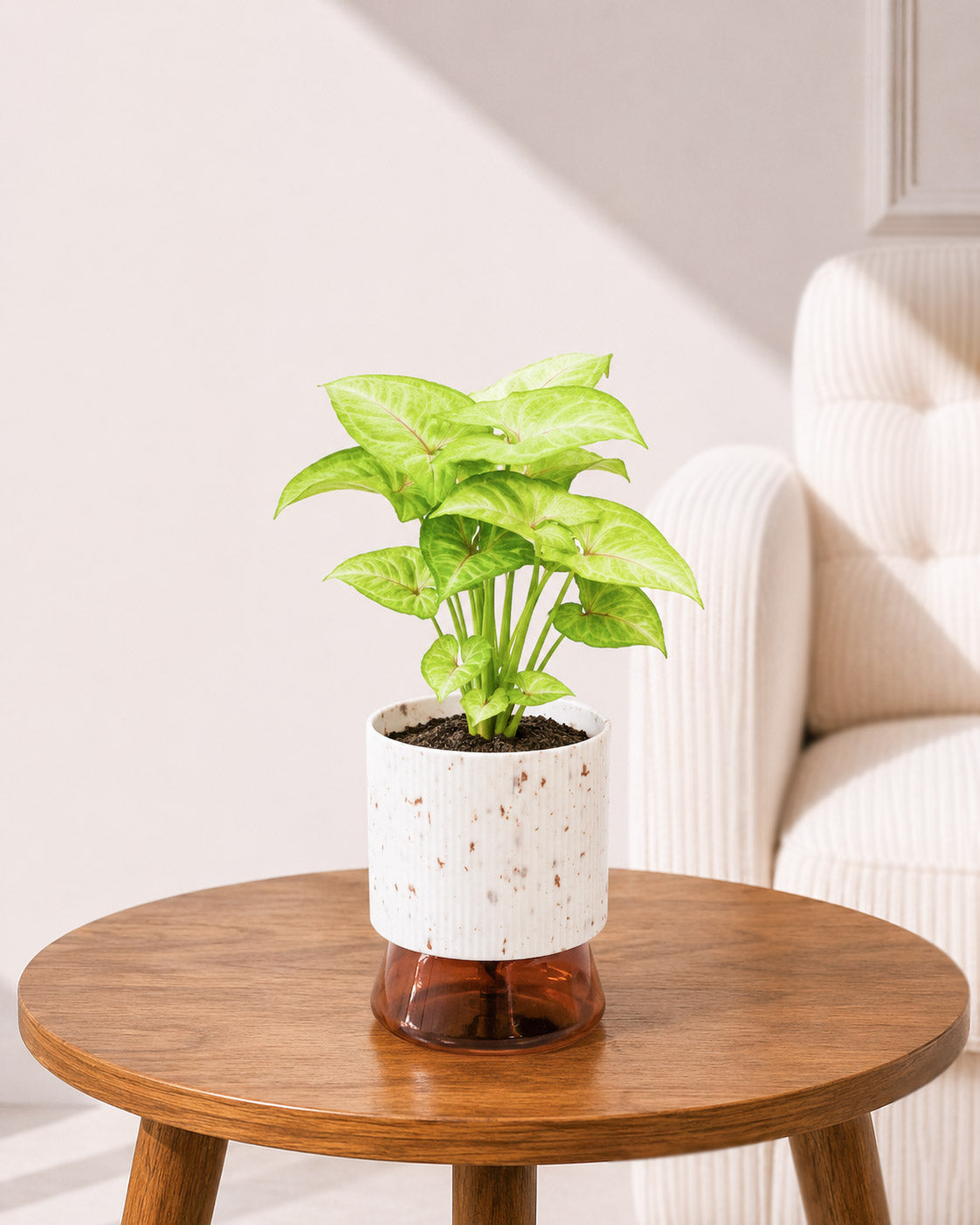 Syngonium Plant in Self-Watering Planter