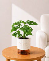 Philodendron Broken Heart In Self Watering Pot