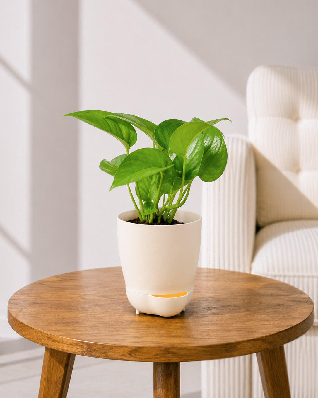 Money Plant Green in Self Watering Pot