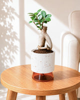 Ficus bonsai In Self-Watering (Small)