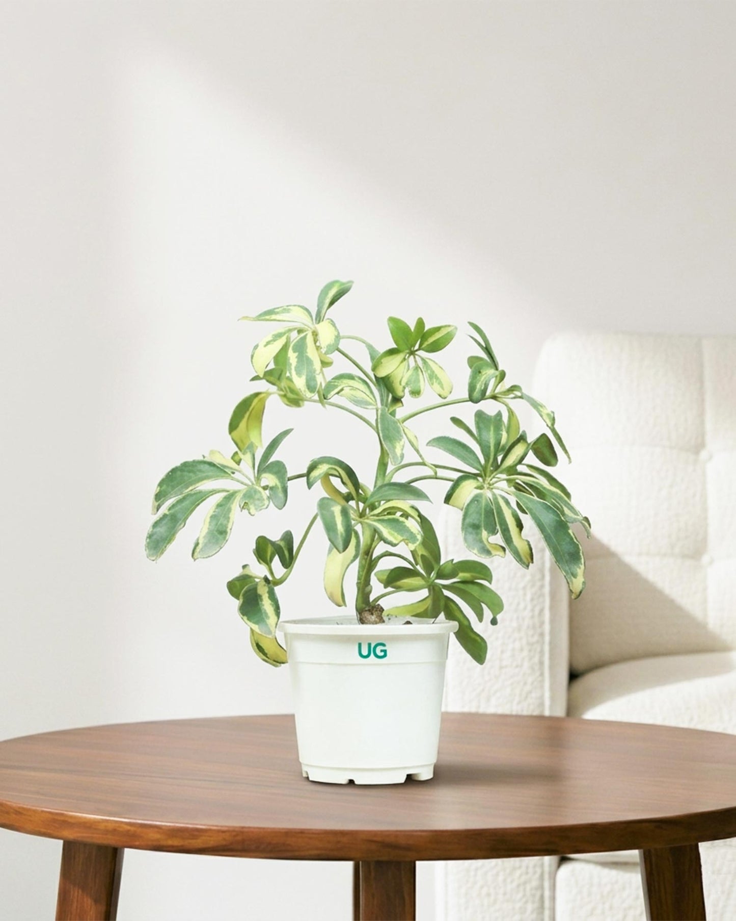 Schefflera Variegated