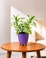 Song of India Plant